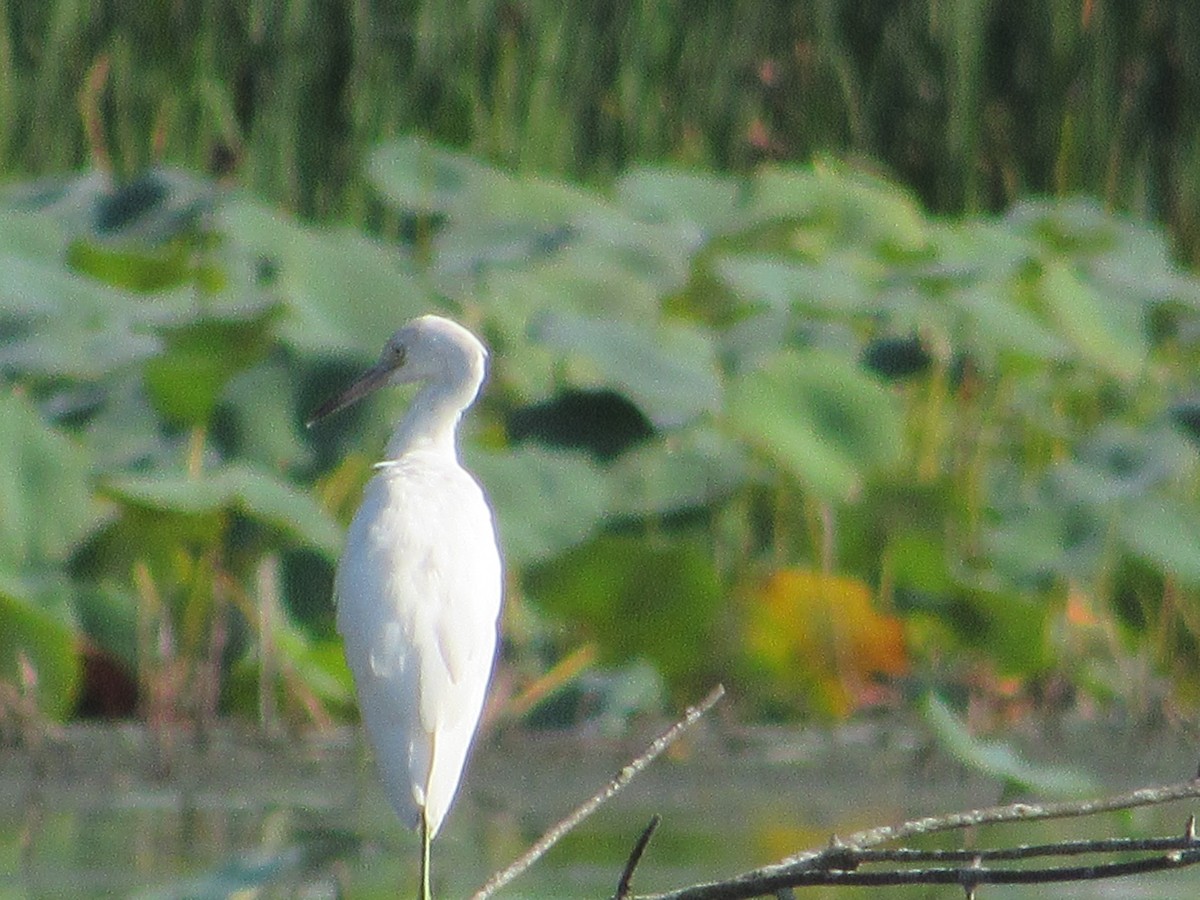 Little Blue Heron - ML474363481