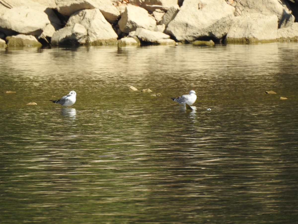 Black-headed Gull - ML474363491