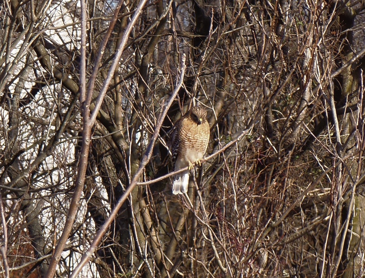 Red-shouldered Hawk - ML47436371