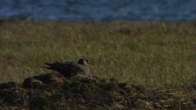 Parasitic Jaeger - ML474364