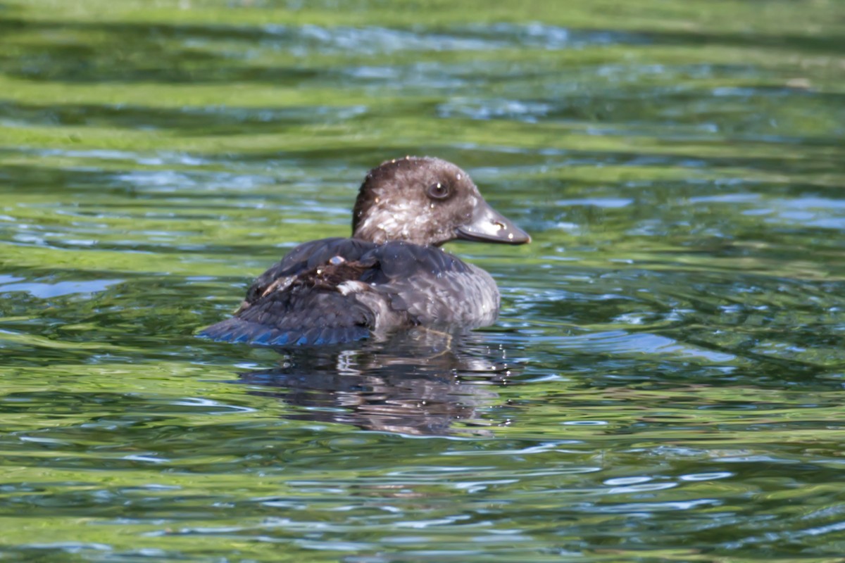 Common Goldeneye - ML474364111