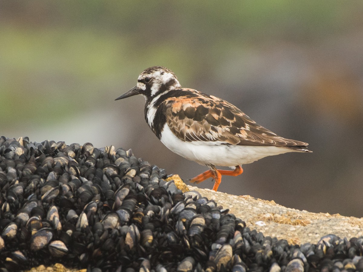 Ruddy Turnstone - ML474364131