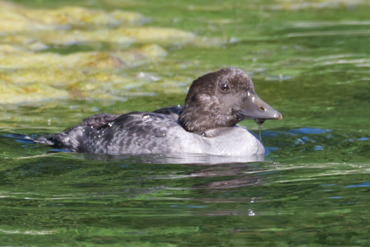 Common Goldeneye - ML474364151