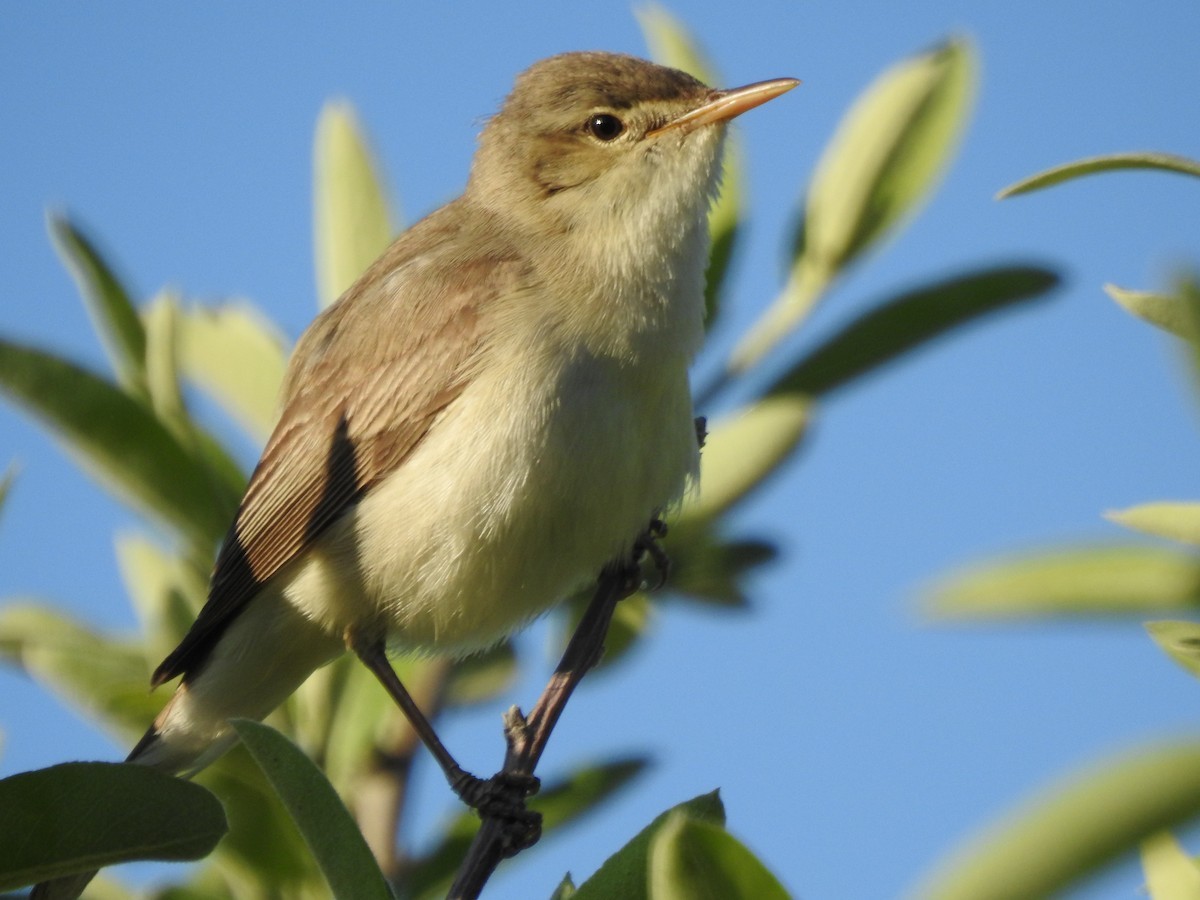 Eastern Olivaceous Warbler - ML474364611