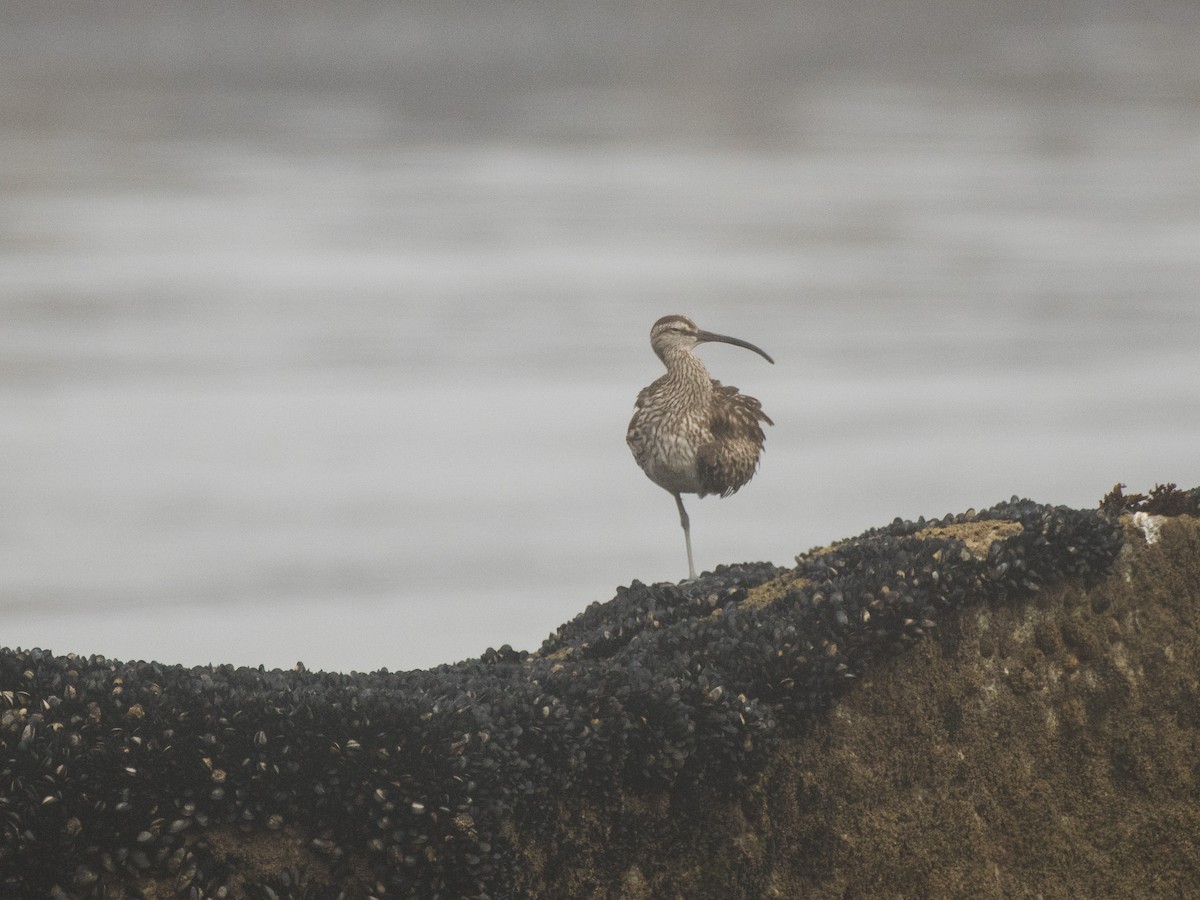 Whimbrel - Filipe Leitão