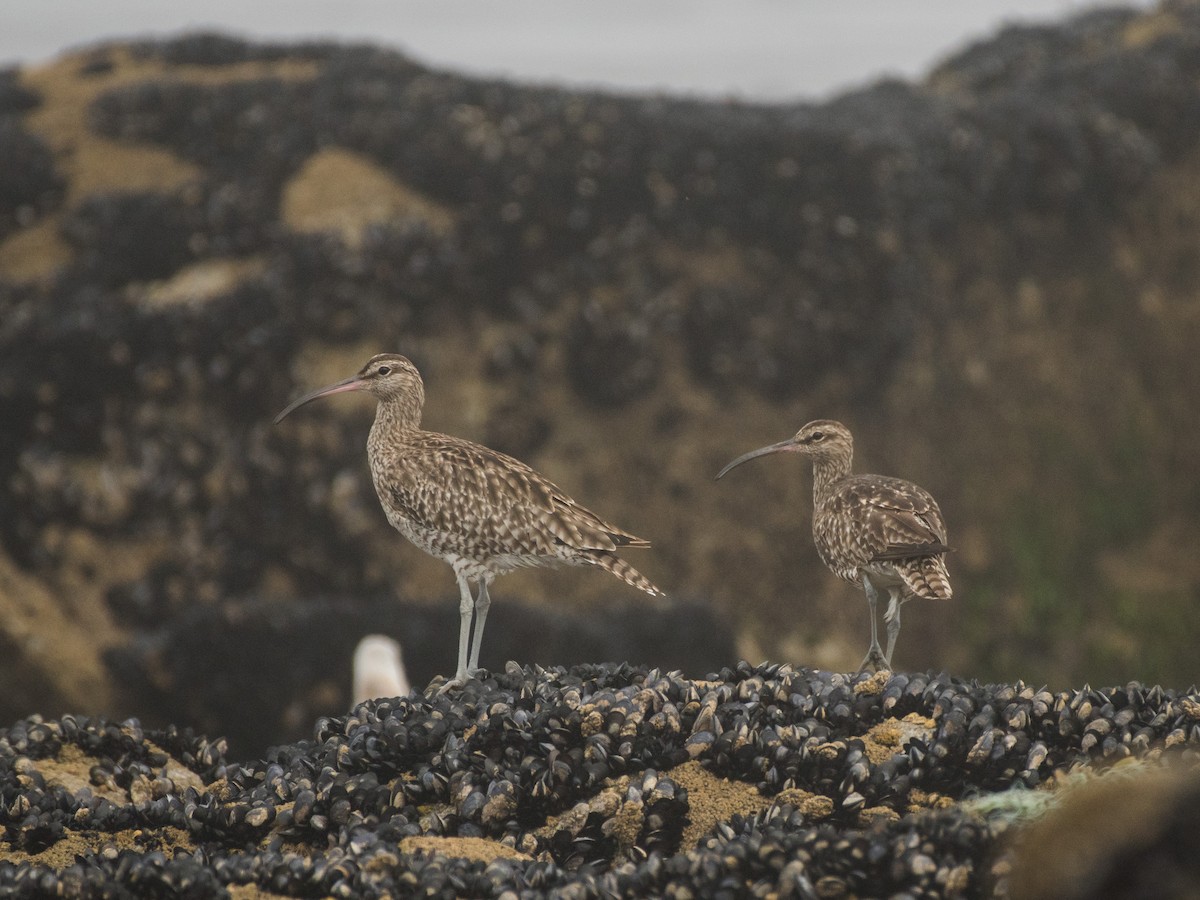 Regenbrachvogel - ML474366741