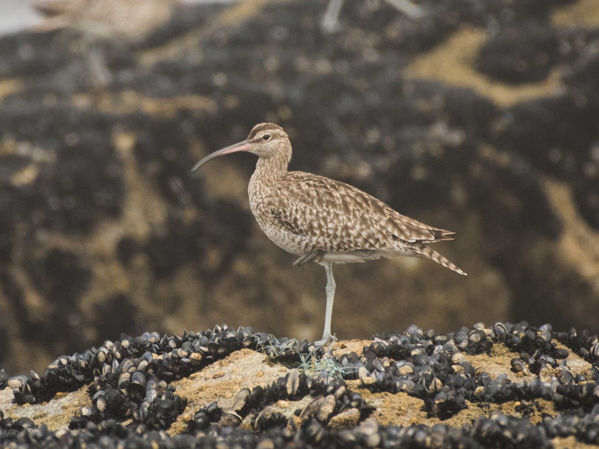 Regenbrachvogel - ML474366771