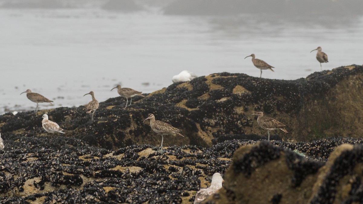 Whimbrel - Filipe Leitão