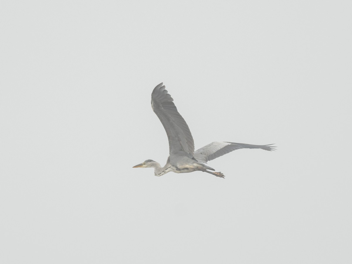 Gray Heron - ML474366831