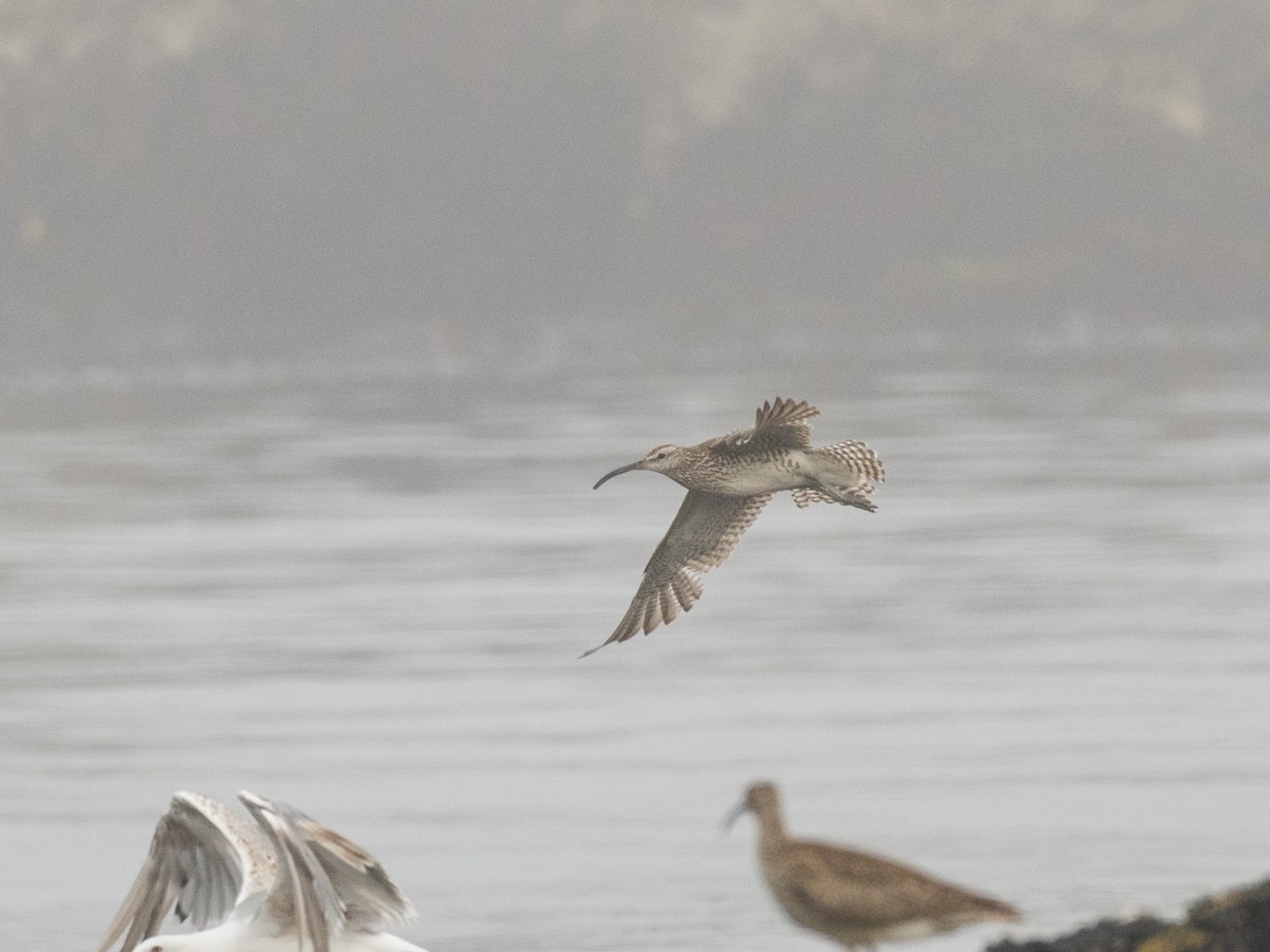 Whimbrel - Filipe Leitão