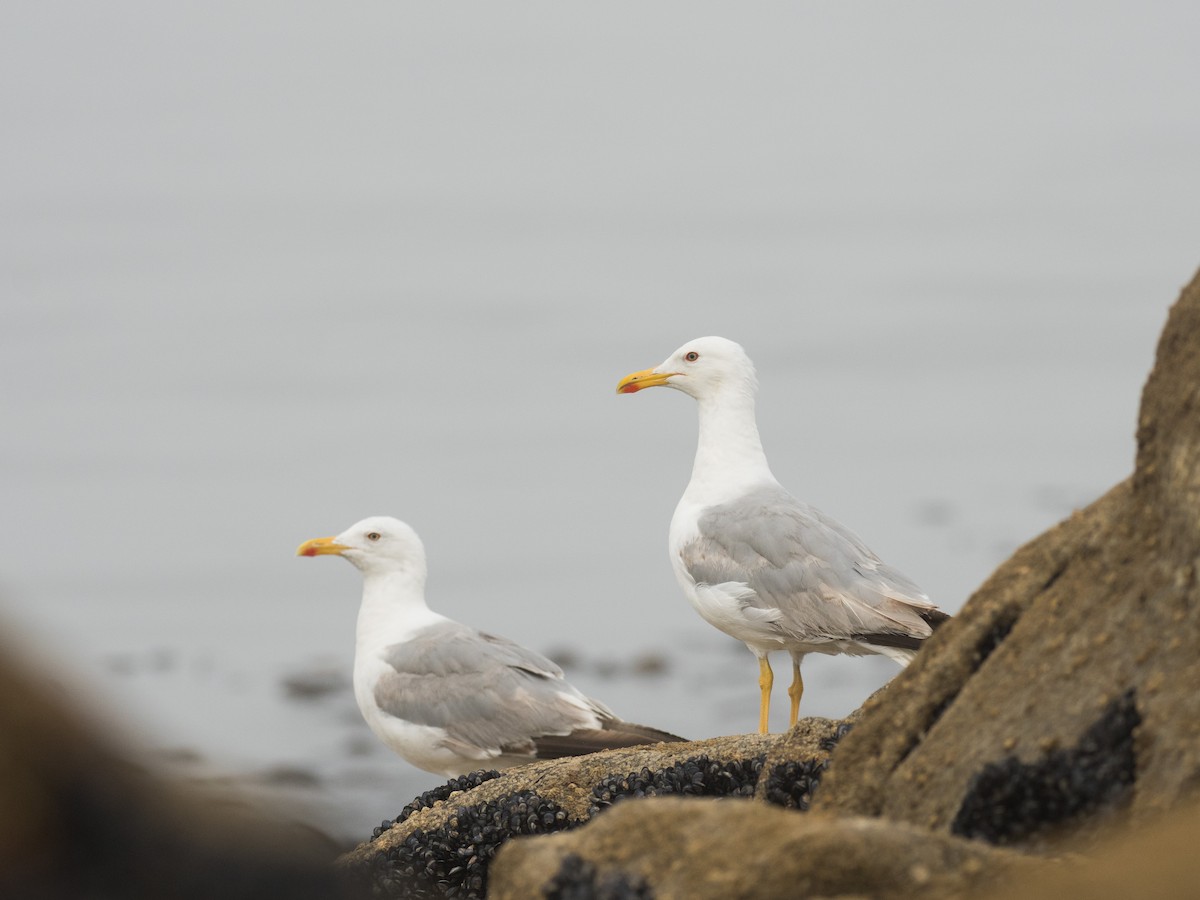 Yellow-legged Gull - ML474367041