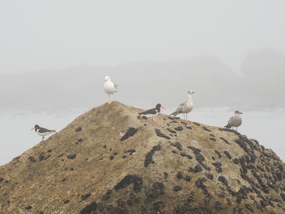 Eurasian Oystercatcher - ML474367221