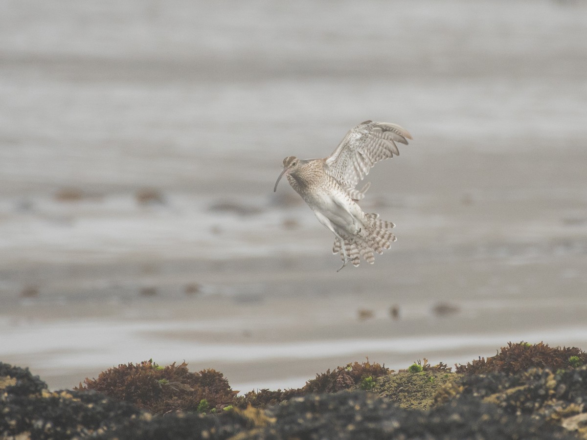 Whimbrel - Filipe Leitão