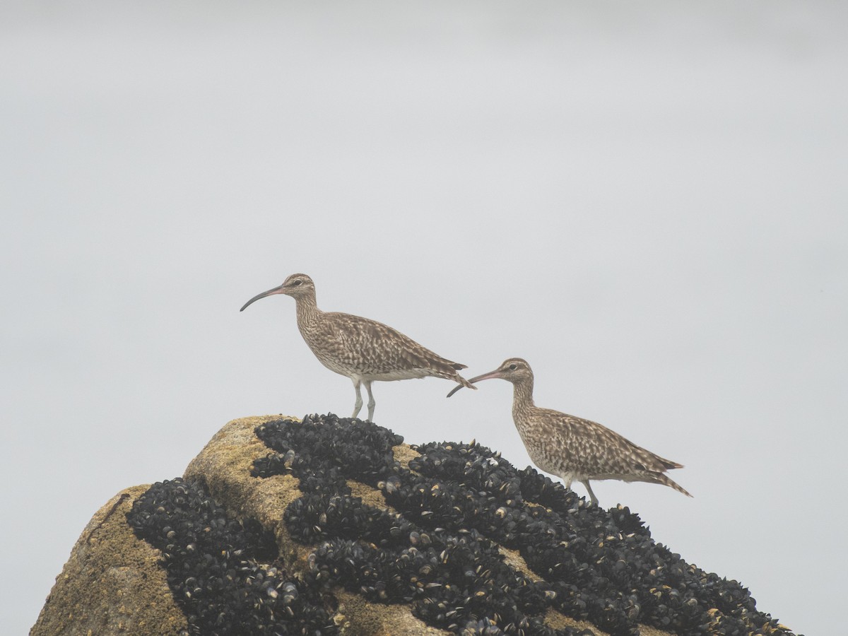 Regenbrachvogel - ML474367471