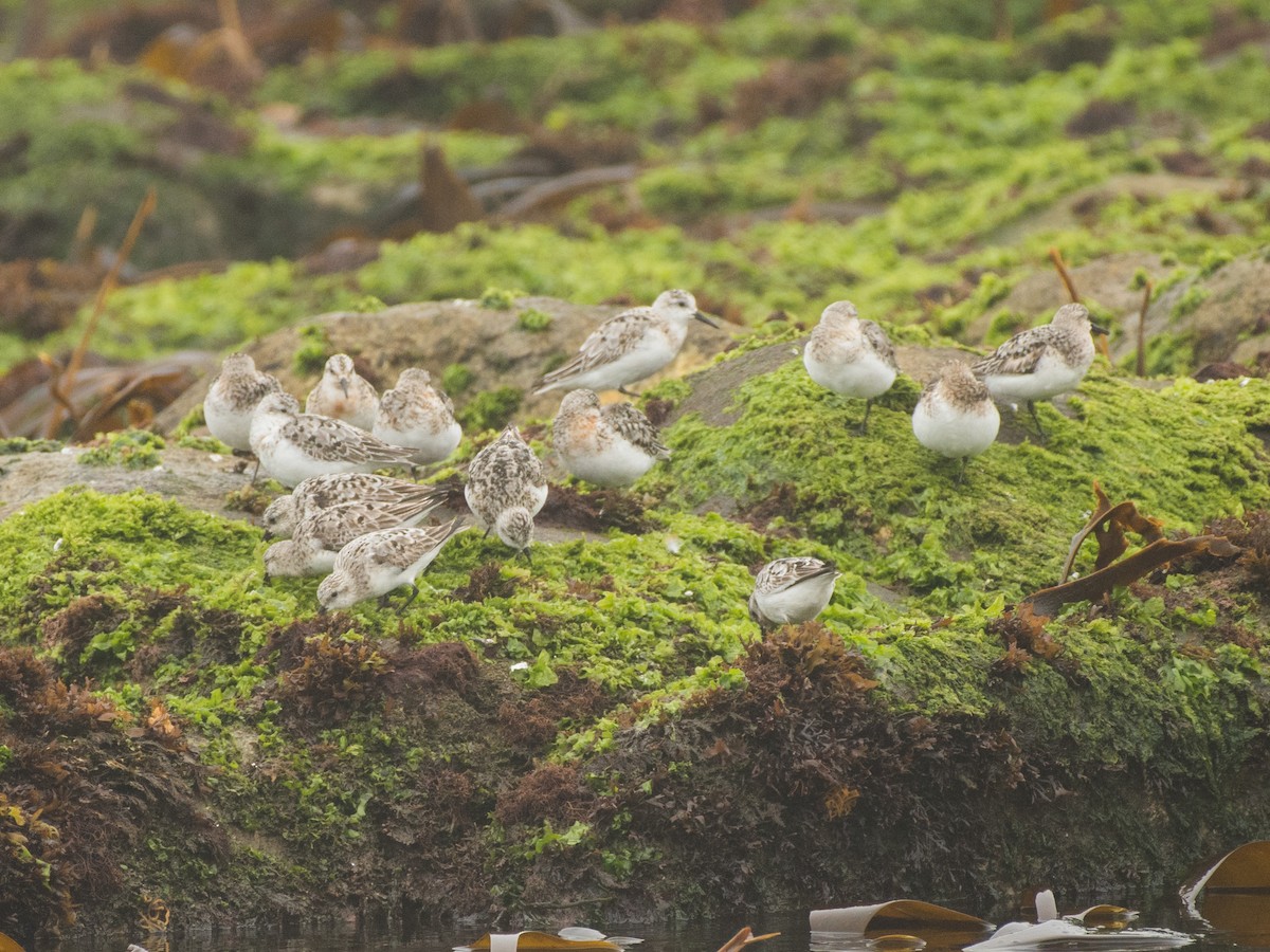 Sanderling - ML474367551