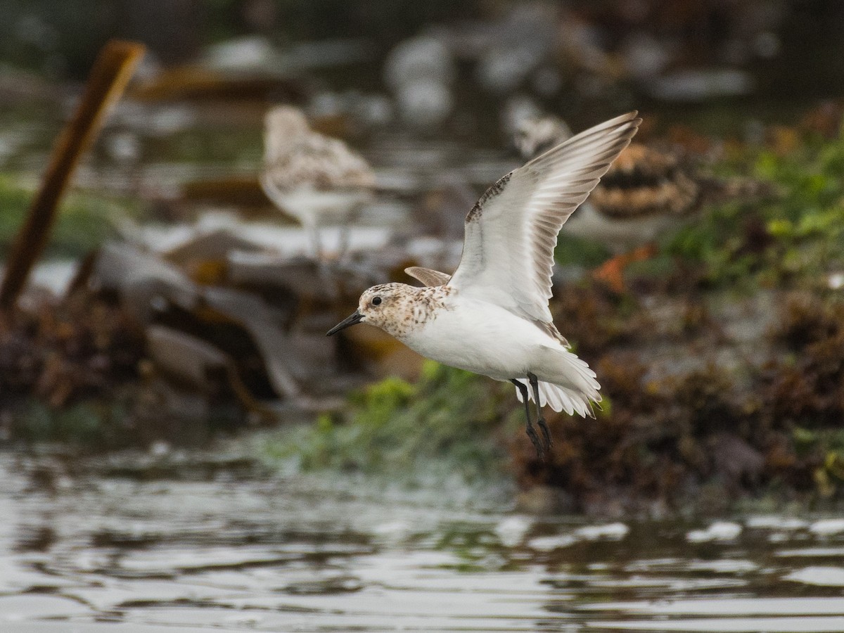 Sanderling - Filipe Leitão