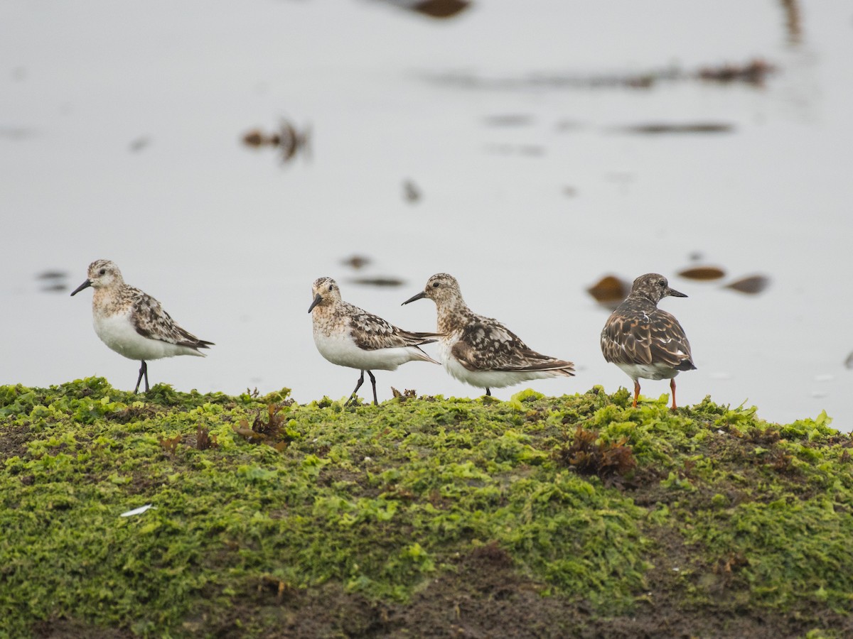 Sanderling - ML474368371