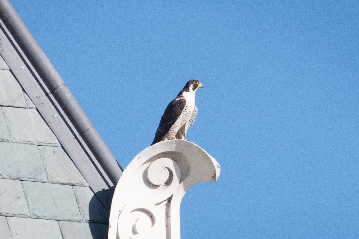 Halcón Peregrino - ML474369611