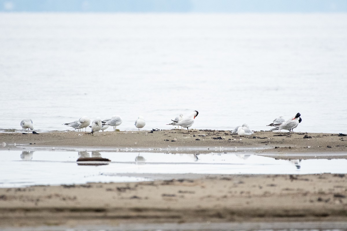 Ring-billed Gull - ML474369911