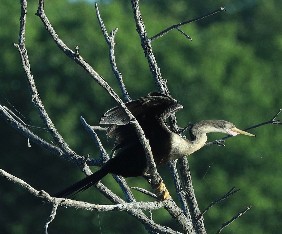 Anhinga - Dean Sewell