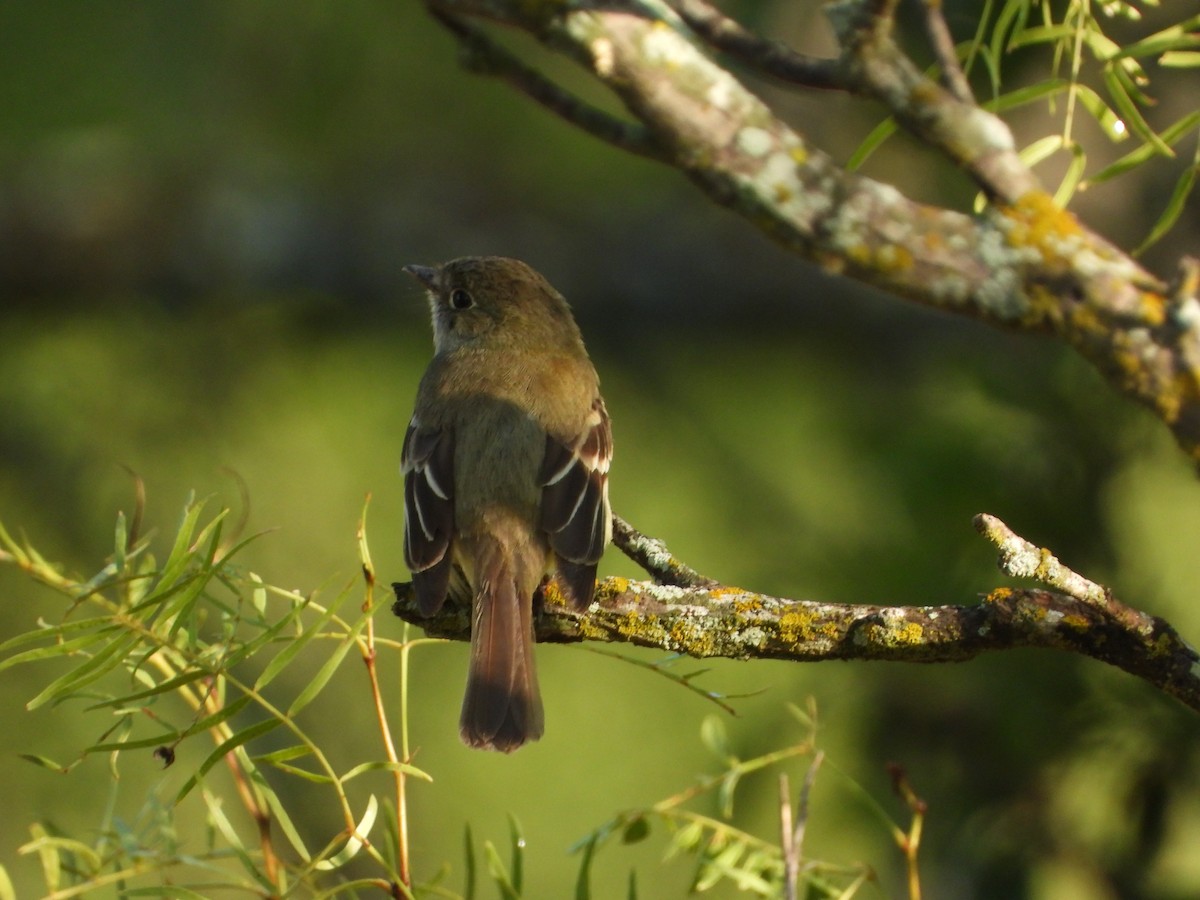 Least Flycatcher - ML474371061