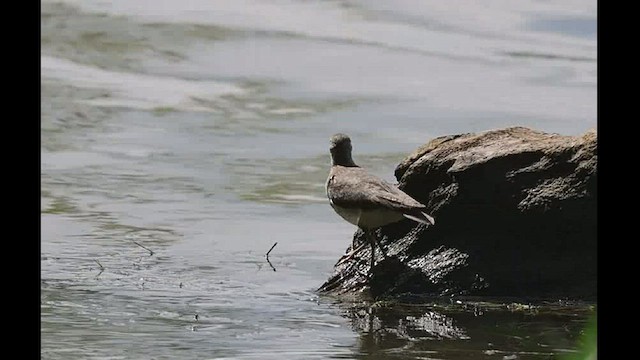 Spotted Sandpiper - ML474371301