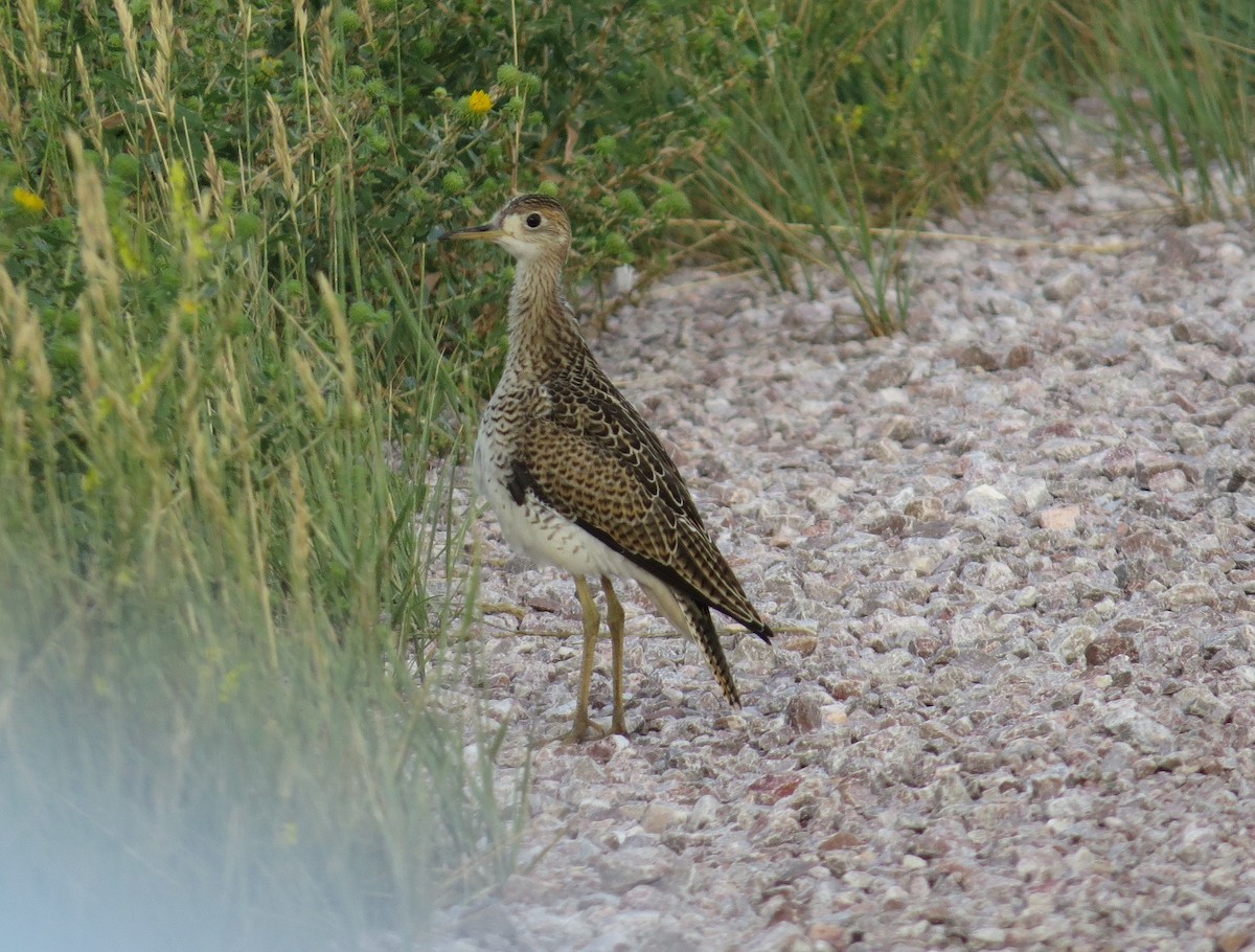 Upland Sandpiper - ML474371841