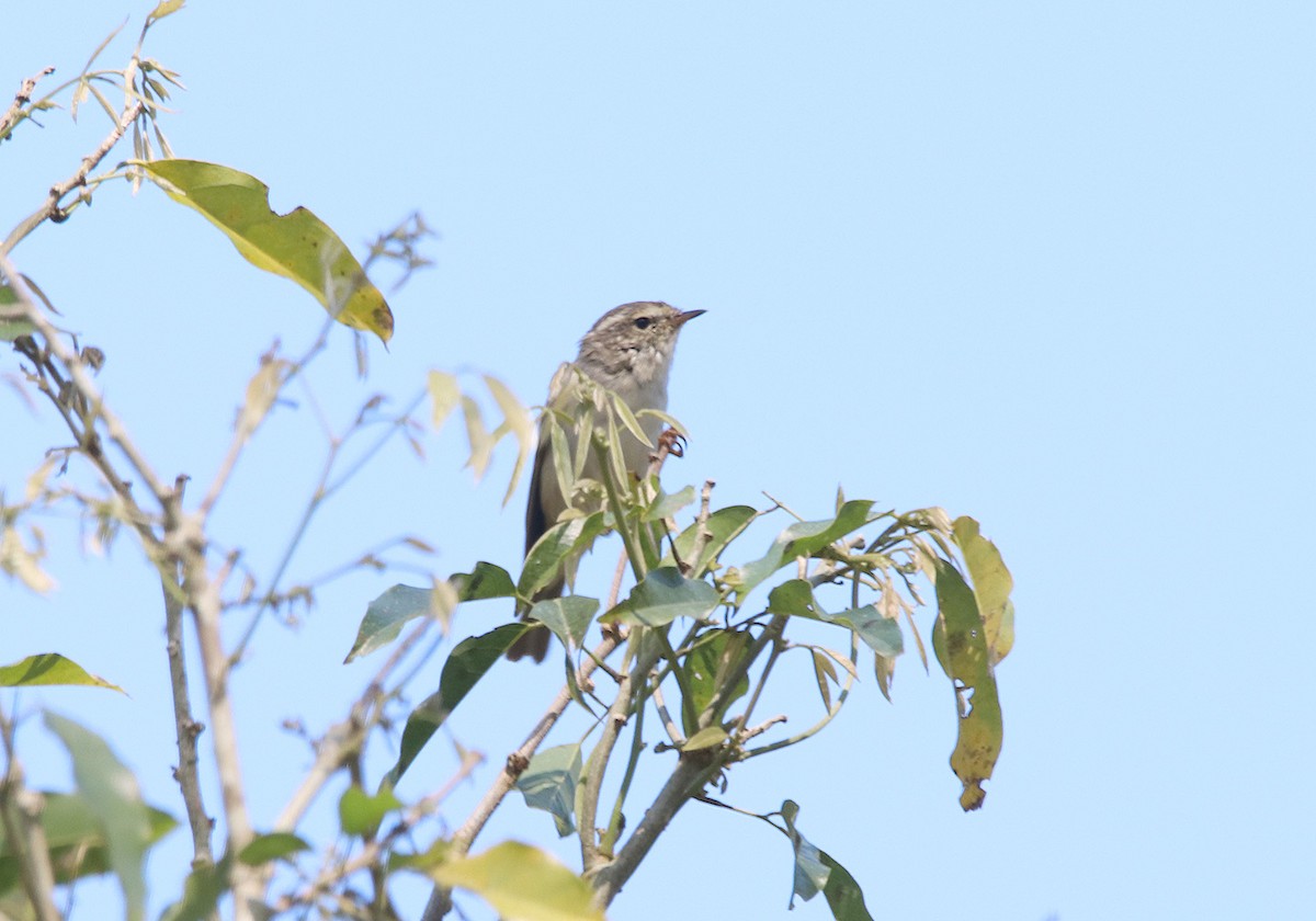 tanımsız Phylloscopus sp. - ML474371961