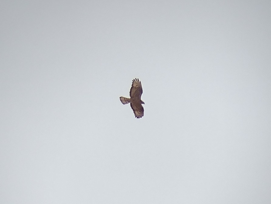 European Honey-buzzard - ML474372431