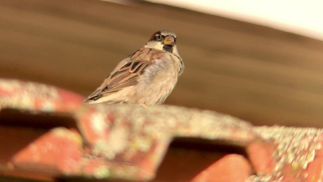 House Sparrow - ML474373091