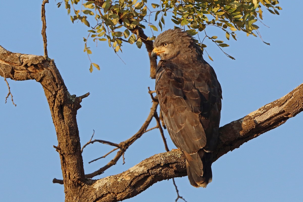 Banded Snake-Eagle - ML47437431