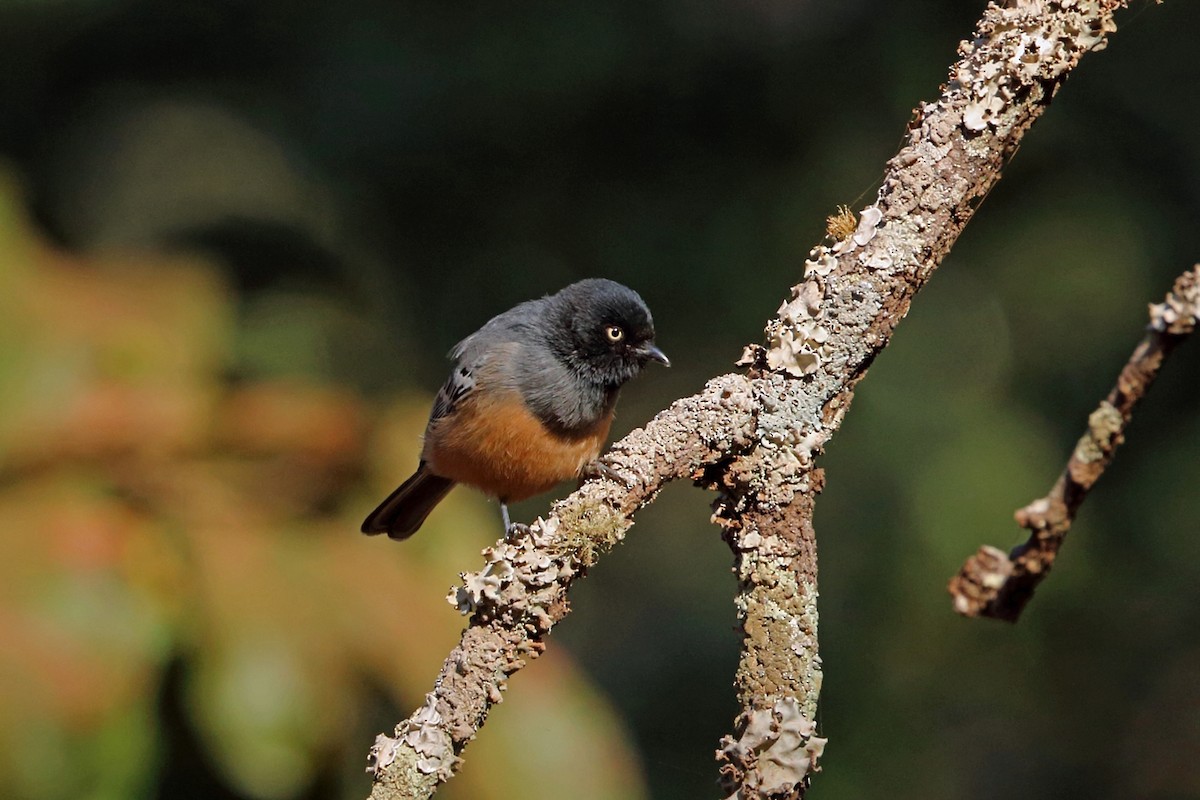Rufous-bellied Tit (Rufous-bellied) - Nigel Voaden