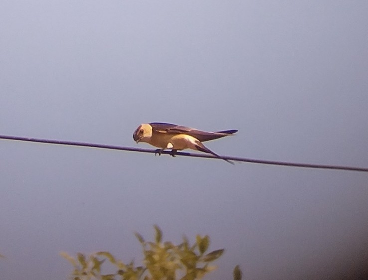 Red-rumped Swallow - ML474374961