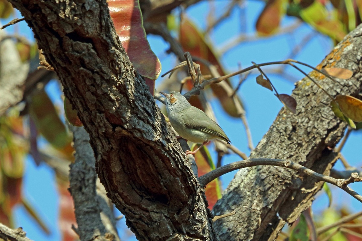 Red-capped Crombec - Nigel Voaden