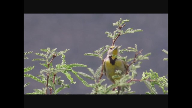 Chihuahuan Meadowlark - ML474375251