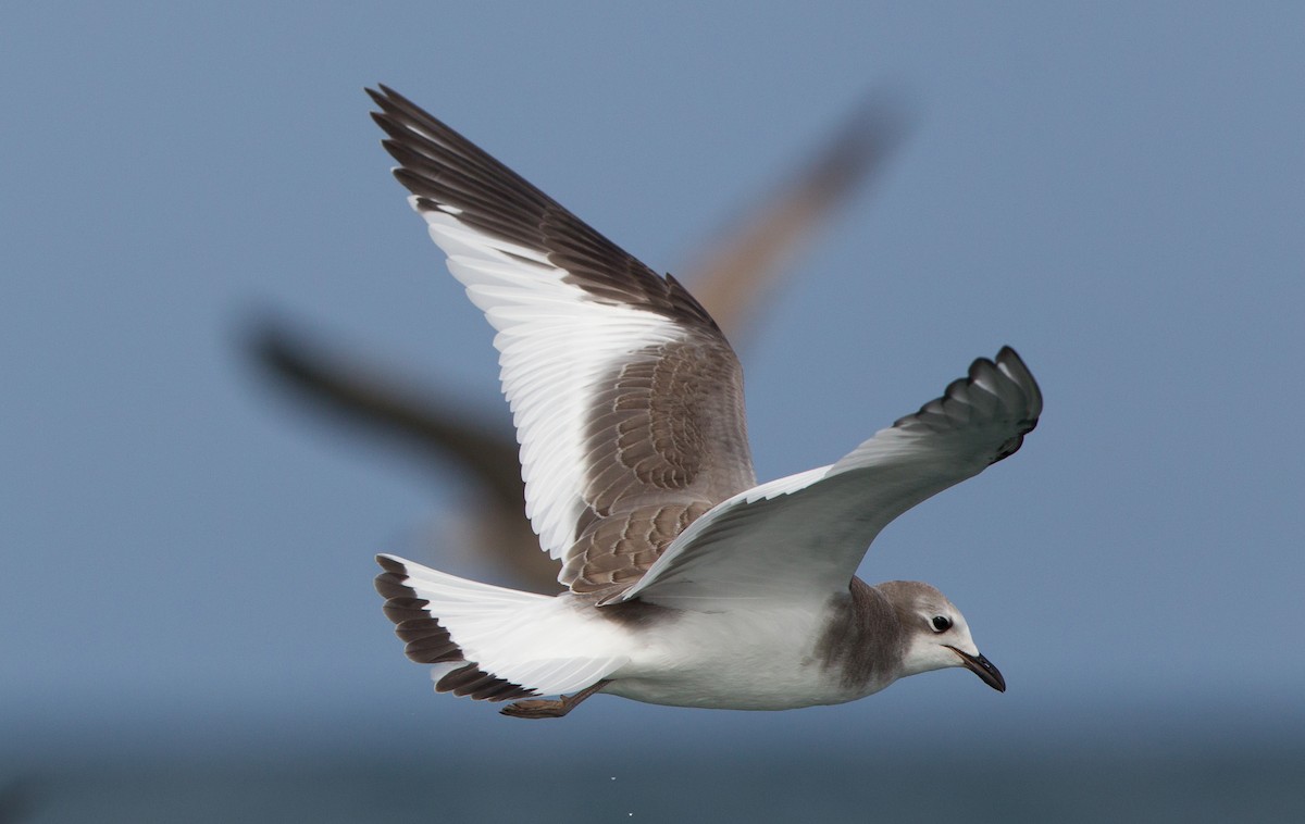 Mouette de Sabine - ML47437571