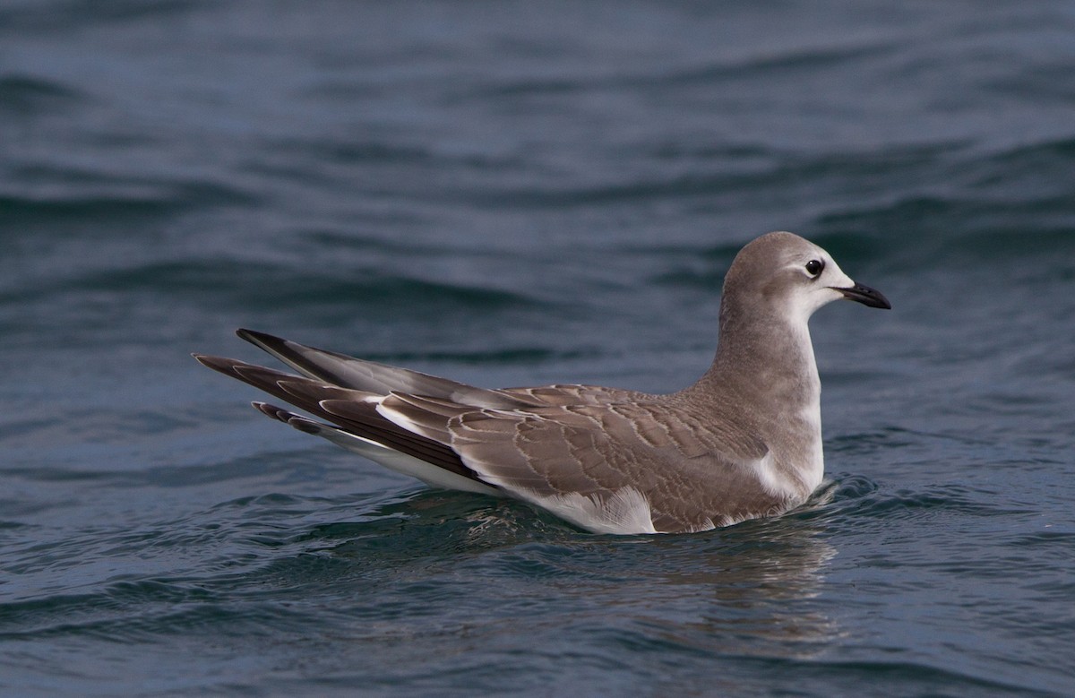 Mouette de Sabine - ML47437581