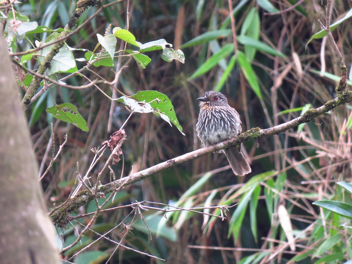 Black-streaked Puffbird - ML474375881