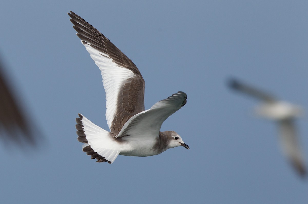 Sabine's Gull - Brandon Holden