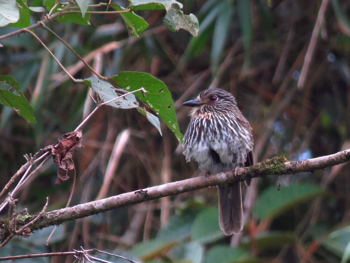 Black-streaked Puffbird - ML474375921