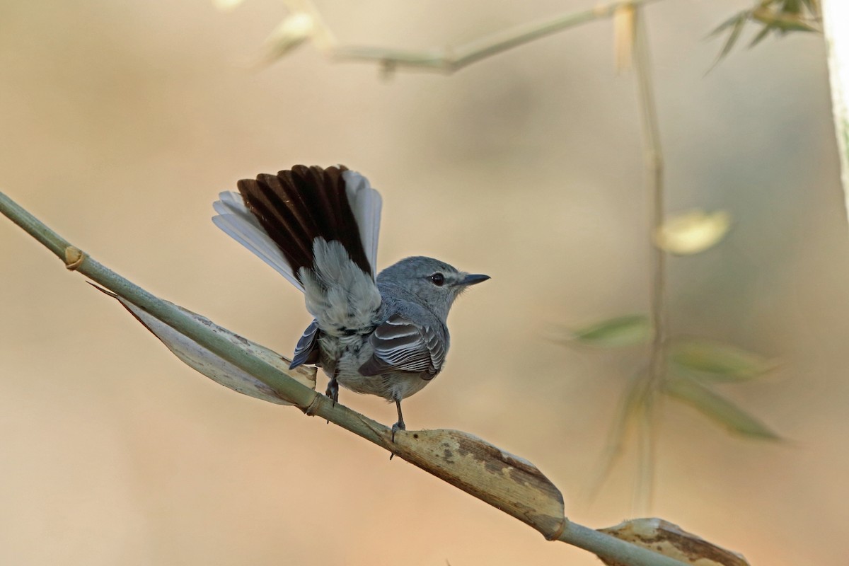 Gray Tit-Flycatcher - Nigel Voaden