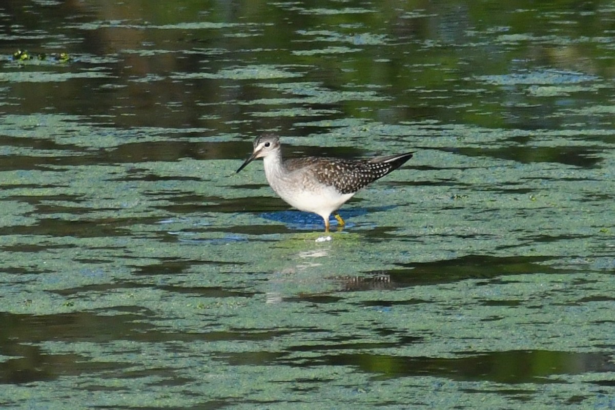 Lesser Yellowlegs - ML474377331