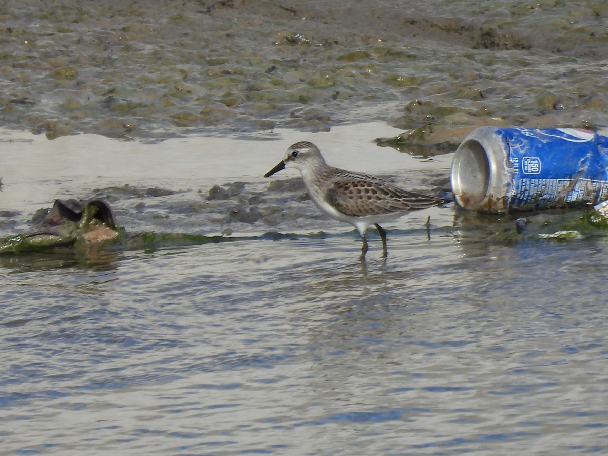 Semipalmated Sandpiper - Justin Streit