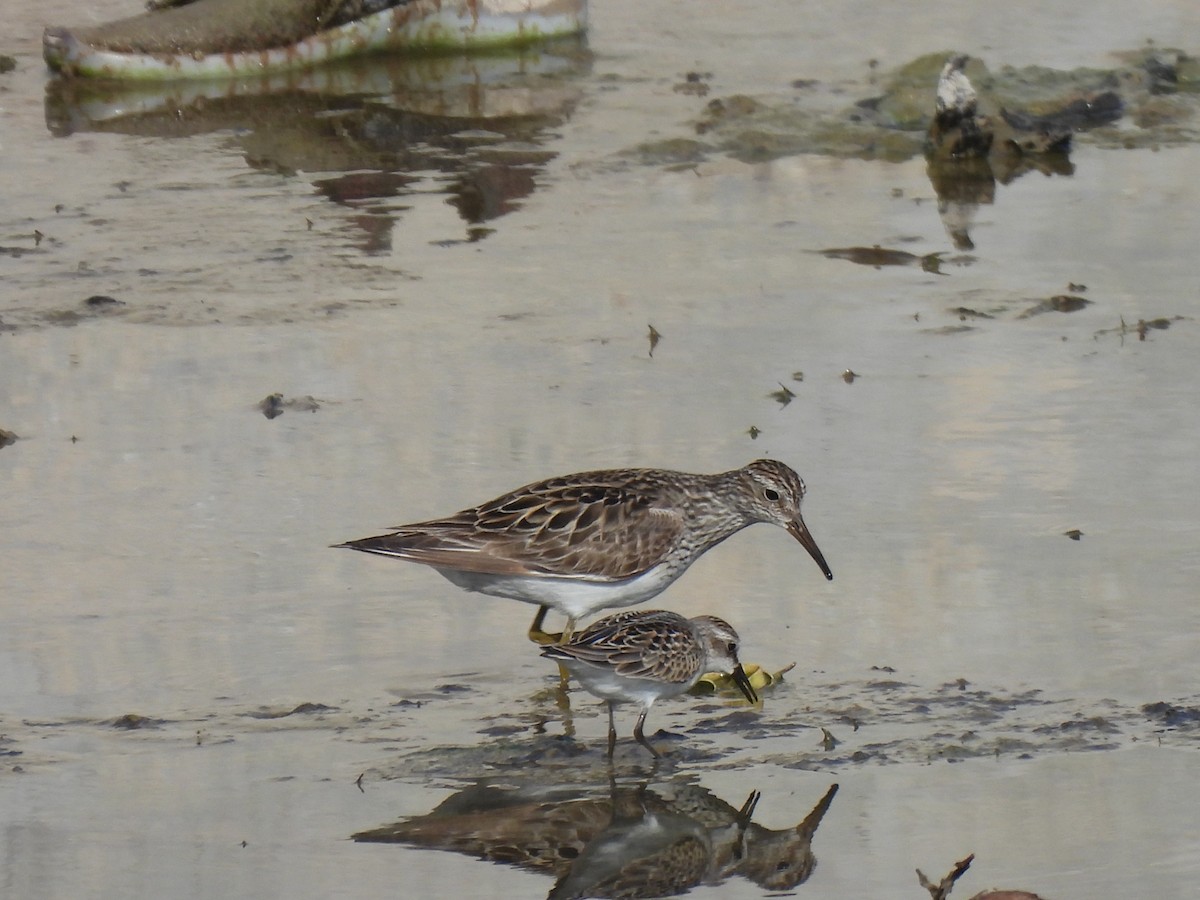 Pectoral Sandpiper - Justin Streit