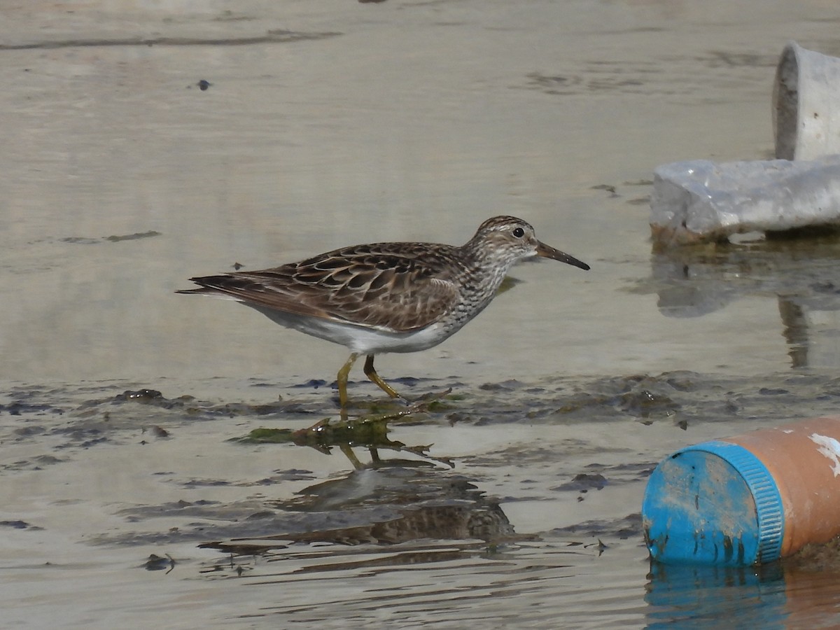 Pectoral Sandpiper - Justin Streit