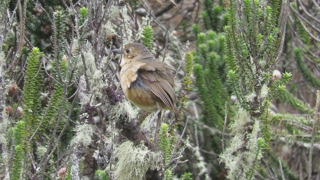 Tawny Antpitta - ML474378371