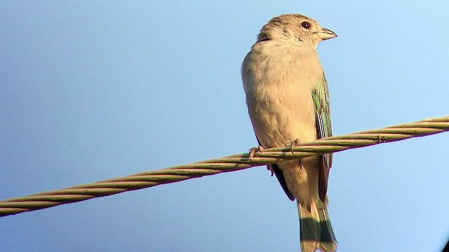 Sayaca Tanager - ML474378541