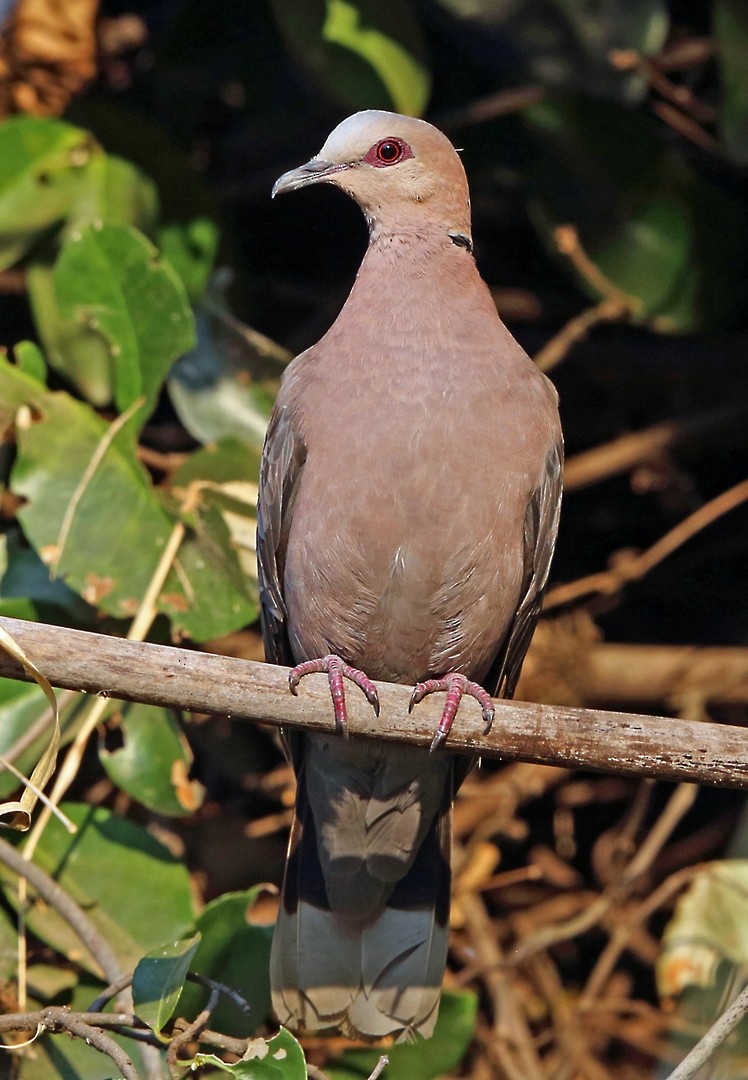 Red-eyed Dove - Nigel Voaden