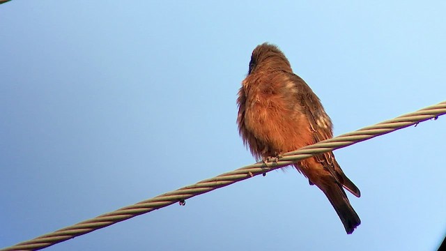 Cliff Flycatcher - ML474379331