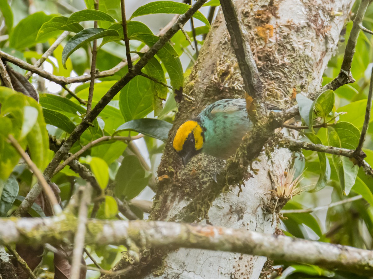 Saffron-crowned Tanager - ML474379461